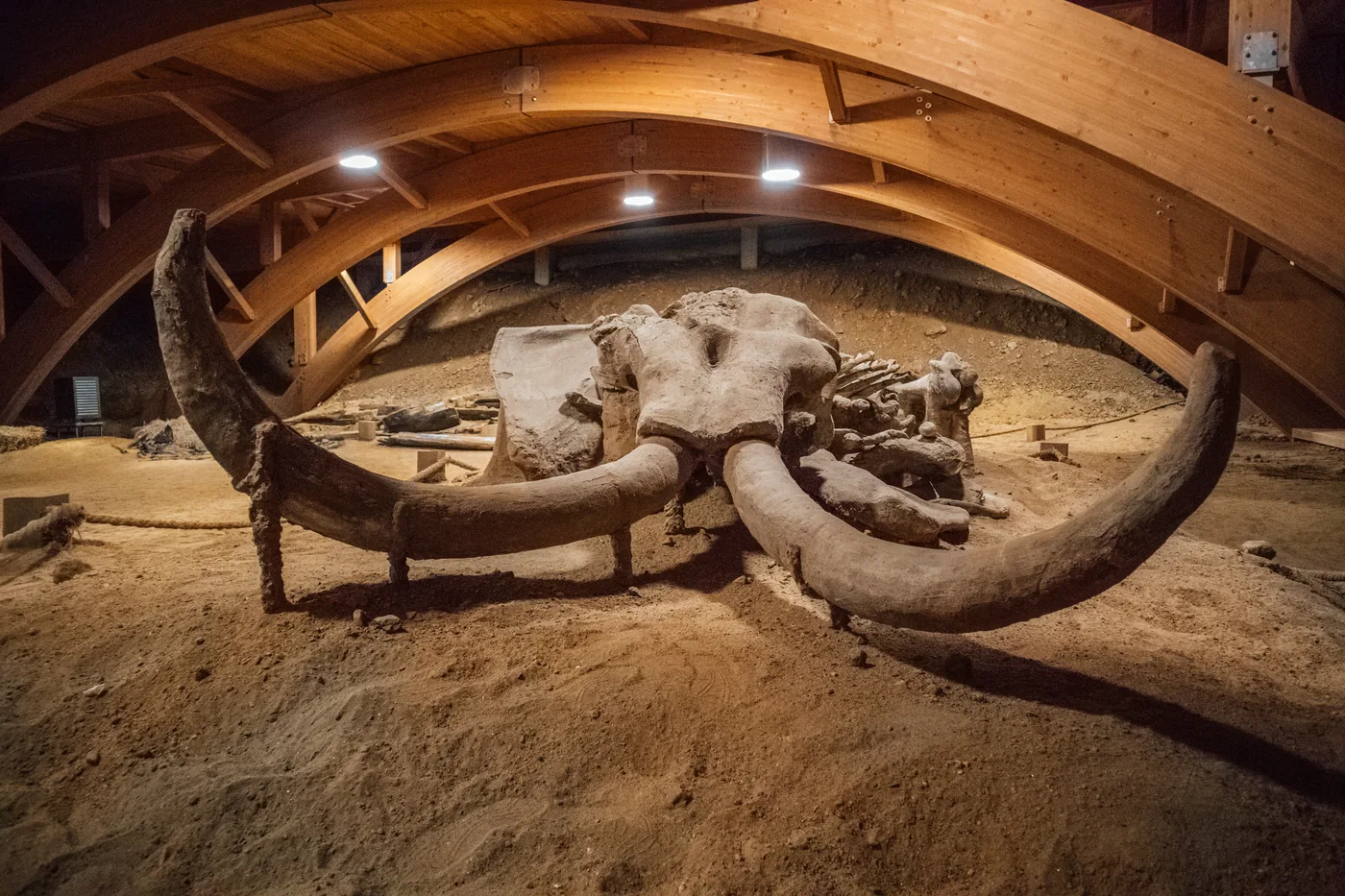 The skeleton of the mammoth Vika, unearthed at Viminacium, Serbia